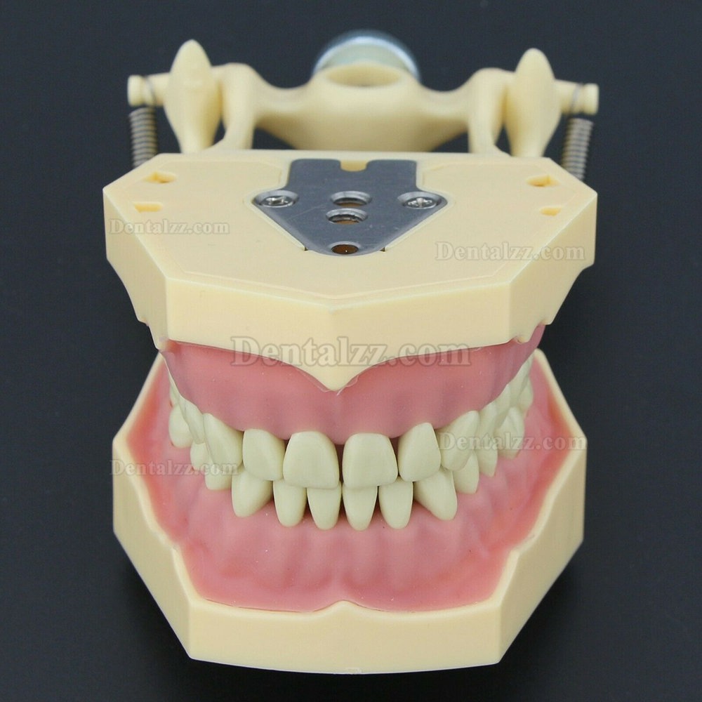 歯科修復タイポドンモデル 歯科模型 M8014-2 32pcs FrasacoAG3タイプと互換性あり